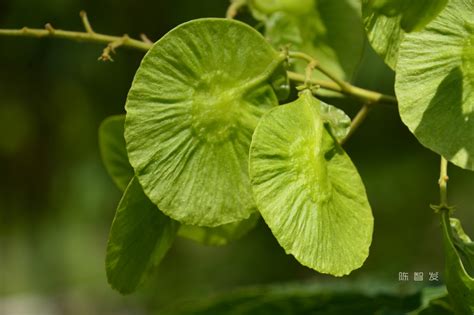 金钱槭,元宝枫关于钱的植物......