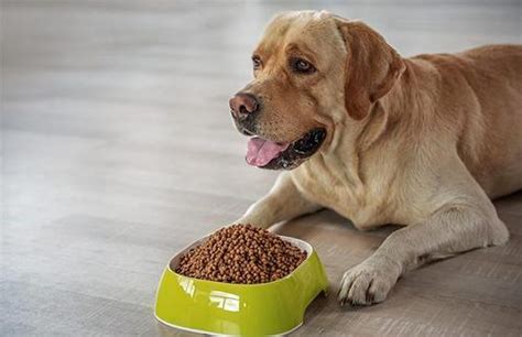 狗狗吃高蛋白食物有哪些,没什么给狗狗吃高蛋白