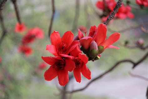 木棉花开后又开白棉花是怎么回事