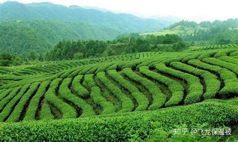 哪里种茶叶最好最快,中国变脸最快的省份