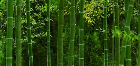 盘点竹子的寓意,竹子的寓意是什么