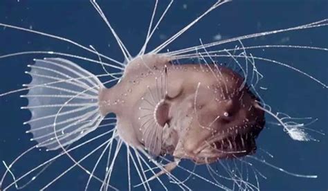 一千米深的水下的生物有燈籠魚??？