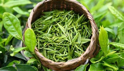 綠茶的功效與作用
