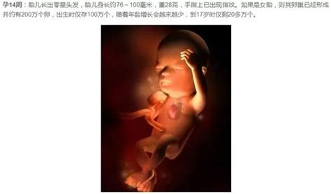 8-12周胎儿发育哪些器官