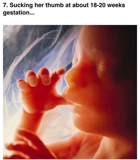 5个月胎儿的胎动视频