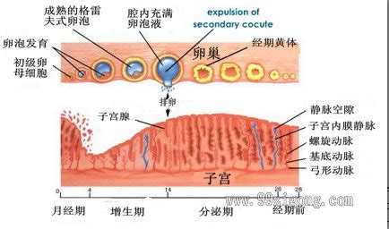 卵泡发育迟缓怎么办