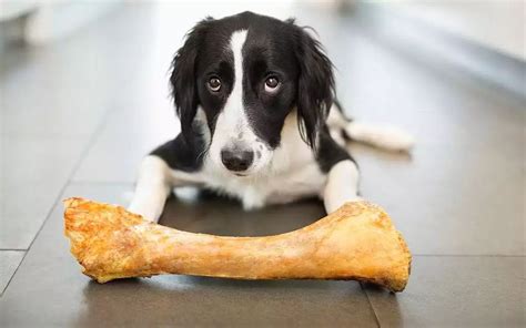 为什么狗吃骨头不会刺伤,狗为什么骨头