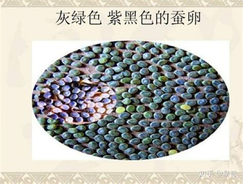 两个月的收获_关于蚕的作文350字【共计8则】