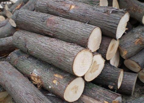 原木木材有哪些,木材有哪些种类