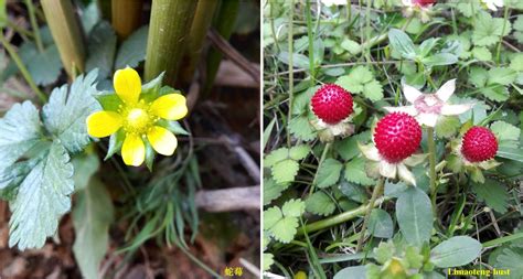 牡丹花、百合花、丁香花是否都属草本花卉