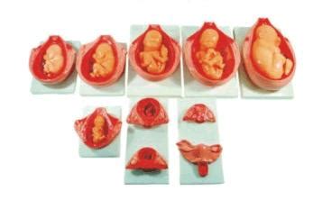 六个月的胎儿图