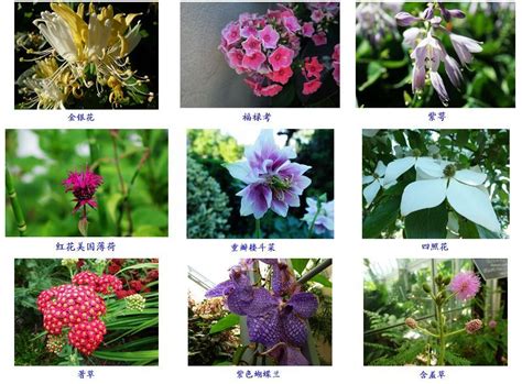 花的品种名字及图片