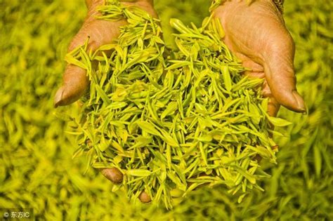 萎凋光对红茶的影响研究,制红茶的鲜叶有什么要求