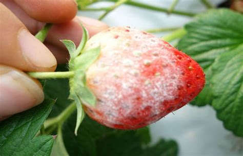 草莓会过敏吗