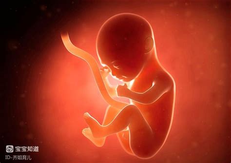 孕期胎儿大脑发育良好会有哪些表现