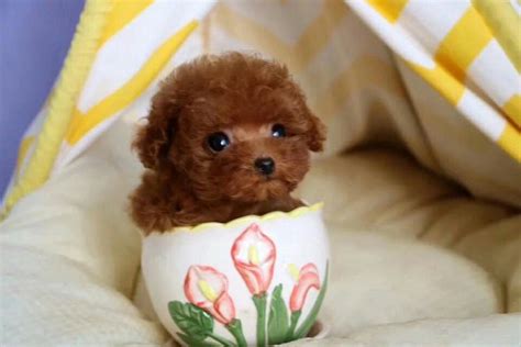 茶杯泰迪犬多少钱一只,泰迪茶杯顶级灰多少钱