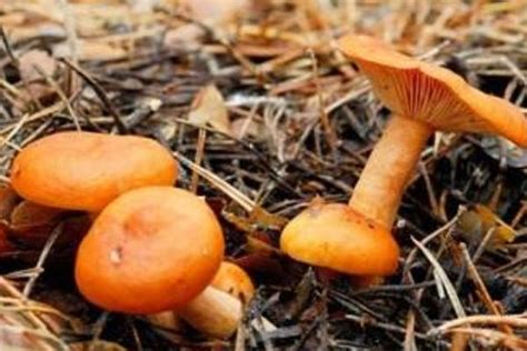 赤松茸菌菇的功效与作用 松茸菌煲汤功效与作用