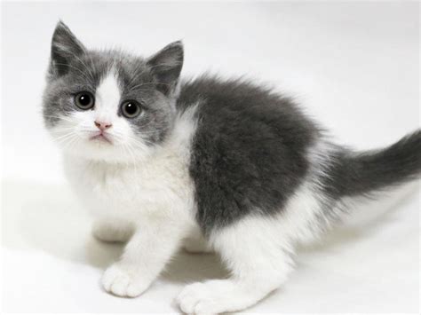 养一只英短猫多少钱,英短蓝虎斑多少钱