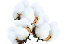 2016国家长绒棉保护价多少,近期长绒棉市场为何出现转机
