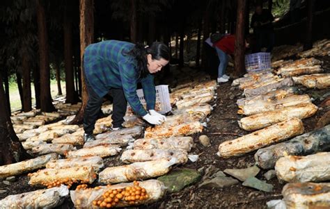 黑龙江人工种植松茸基地 人工种植松茸照片