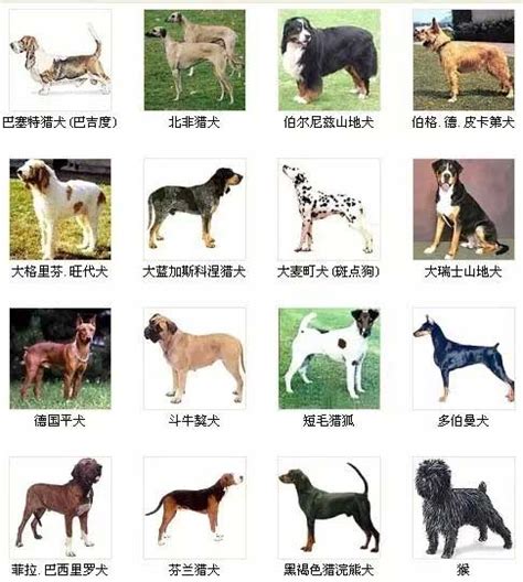 全世界狗的品种那么多世界上有多少个狗狗品种,世界上有多少品种的狗图片