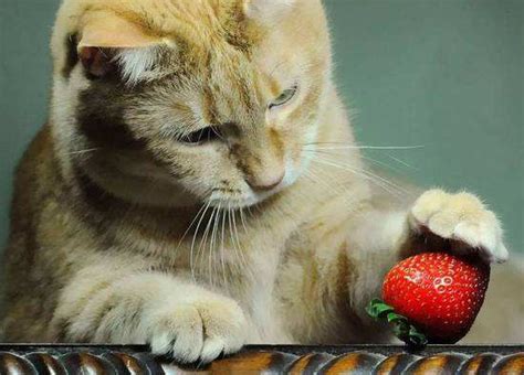 猫可以吃的水果是什么,猫最爱吃的水果是什么