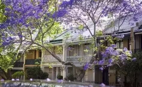 悉尼的蓝花楹带你走进美丽的童话仙境
