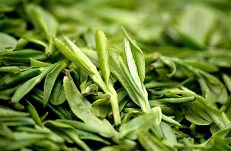 盘点高级绿茶婊,高级绿茶都包括什么