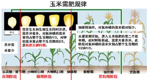 玉米种类分几种呢?