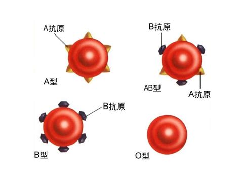 o型血和o型血能生孩子吗
