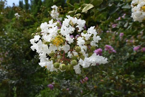 银薇花花语是什么