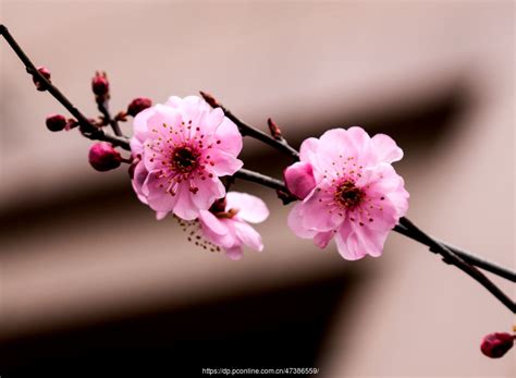 春天的脚步(推荐6则)