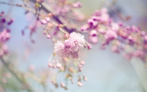 樱花草是什麽样子的?