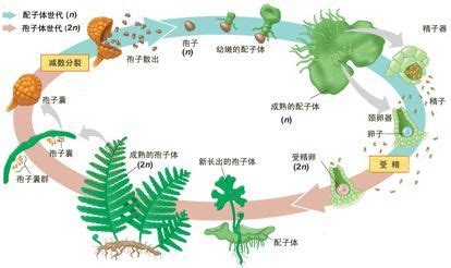 什么是花的有性生殖