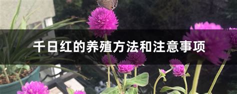 千日红的养殖方法有哪些