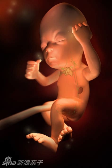 孕15周宝宝图片