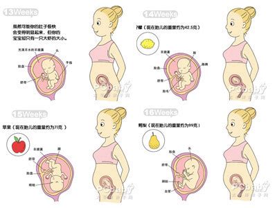 孕妇1-40周胎儿发育