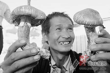 舌尖上的中国100首 松茸的飘吟