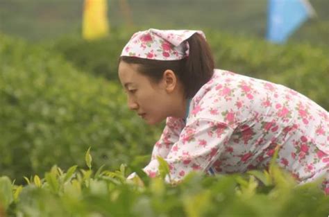 茶公司招聘哪些职位,漳州华祥苑茶叶有限公司招聘