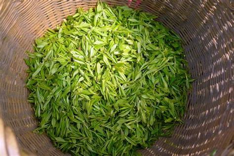 普洱岩茶有哪些品种,武夷岩茶这6个品种
