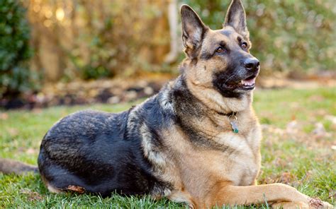 黑背犬饲养与训练 黑背犬怎么训练