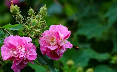 芙蓉花图片几月开