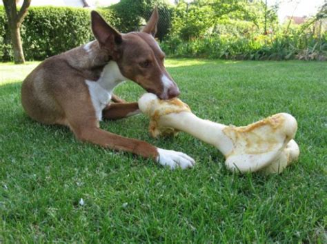 狗怀孕不能吃鸡骨头吗,为什么狗怀孕不能吃鸡骨头