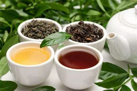 老鹰茶是什么茶,珠露茶是什么茶