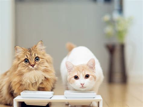 猫一天多少猫粮合适,成猫一天多少猫粮