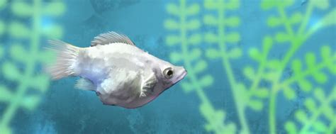 兰寿金鱼一次能产多少,金鱼一次繁殖多少次