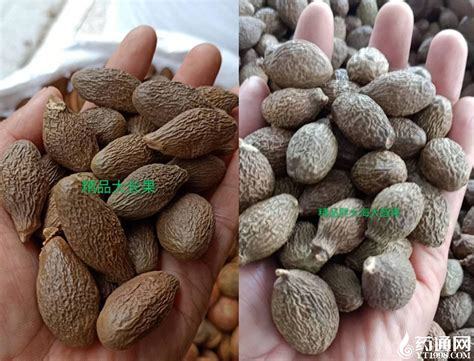 胖大海变形记-植物作文250字(共计8则)