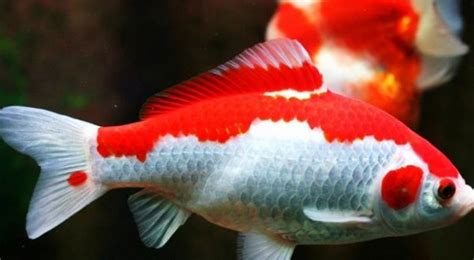 草金鱼怎么分辨公母