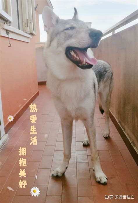 什么是捷克狼犬,宠物捷克狼犬的习性特征与喂养等介绍