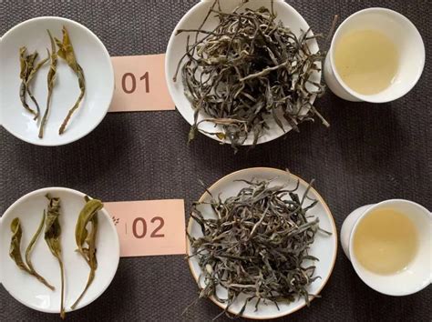 什么是茶树的起源地,茶的起源地是中国吗